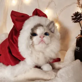 🤩 cat, christmas, pet, animal, cute, winter, holiday telegram sticker