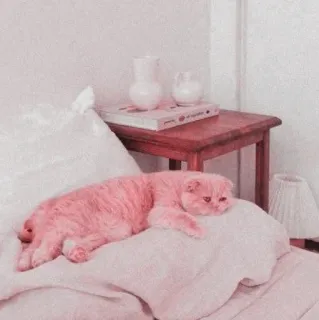 🍧 cat, pink, cute, animal, pet, domestic, bed, kitten telegram sticker