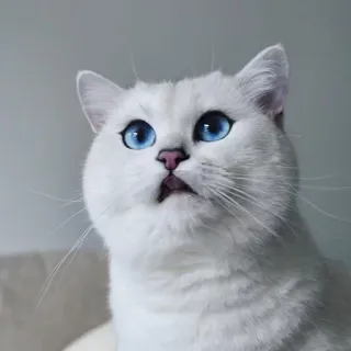😵 gato, animal, animal de estimação, gato branco, olhos azuis, fofo telegram sticker
