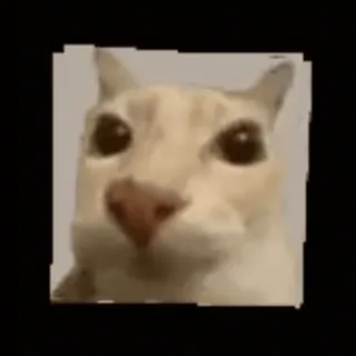 🤯 Katze, Tier, Meme, Lustig, Haustier, Süß telegram sticker