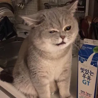😢 맛있는 우유 GT kot, mleko, słodki, zwierzę domowe, kociak telegram sticker