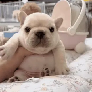 🥰 chiot, chien, bouledogue français, animal, mignon, animal de compagnie telegram sticker