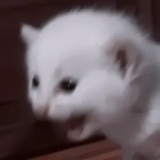 🍨 cat, kitten, animal, cute, white, yelling whatsapp sticker