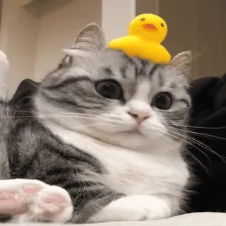 🦆 chat, chaton, canard en plastique, animal, animal de compagnie, mignon telegram sticker
