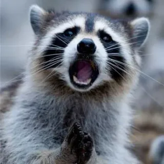 😮 енот, животное, млекопитающее, дикая природа, милый, смешной, мем telegram sticker