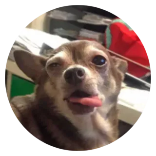 😝 犬, チワワ, 動物, ペット, 可愛い, 面白い, 舌 telegram sticker