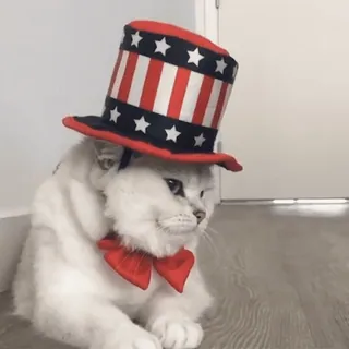 пусечьки telegram stickers