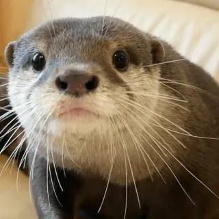 😨 Loutre, Animal, Mignon, Faune Sauvage, Mammifère telegram sticker