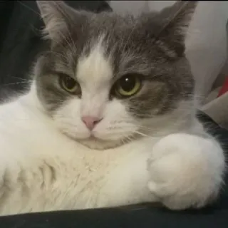 😏 cat, animal, pet, domestic animal, cute, feline whatsapp sticker
