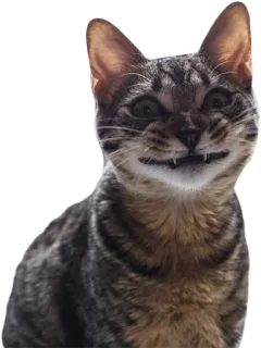 😈 cat, animal, feline, pet telegram sticker