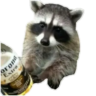 🍺 Corona Extra Waschbär, Bier, Tier, Corona, Trinken telegram sticker