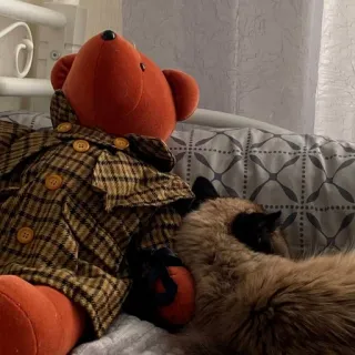 🐱 ours en peluche, chat, peluche, animal de compagnie, animal domestique, mignon telegram sticker