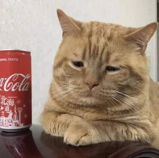 🌟 北海道 gato, Coca-Cola, bebida, animal de estimação, animal, gato doméstico telegram sticker