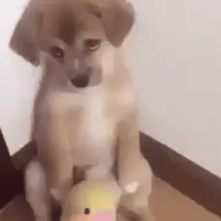 🚿 cão, cachorro, triste, fofo, animal, animal de estimação whatsapp sticker
