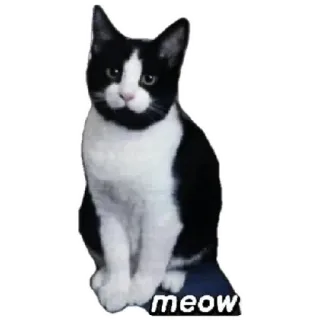 😸 meow cat, meow, animal, cute, pet, black and white telegram sticker