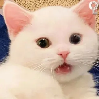 😧 cat, kitten, white cat, cute, animal, pet telegram sticker