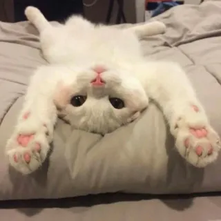 😺 chat, mignon, animal, chaton, chat blanc, chat domestique, animal de compagnie, mammifère telegram sticker