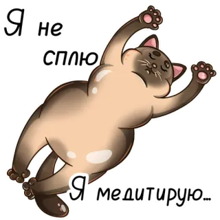 😴 Я не сплю
Я медитирую... chat, méditation, sommeil, animal, autocollant whatsapp sticker