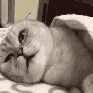 😊 gato, lindo, animal, dormilón, adorable, mascota whatsapp sticker