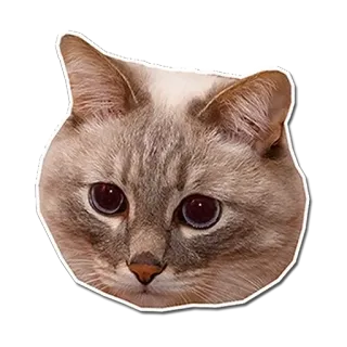 😔 кот, животное, стикер, питомец, милый telegram sticker