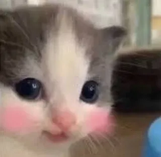 🐱 kätzchen, katze, süß, tier, haustier, haustier, katzenartig whatsapp sticker
