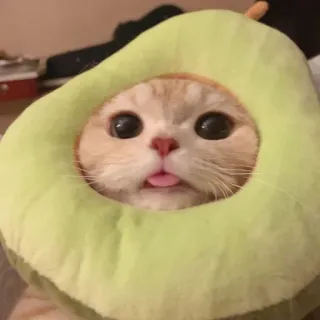 🌟 gatto, avocado, carino, animale domestico, animale, divertente, gattino telegram sticker