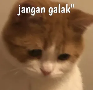 😿 jangan galak кот, мем, животное, грустный, милый whatsapp sticker