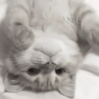 🐈 кот, животное, милый, домашнее животное, домашнее животное, котенок telegram sticker
