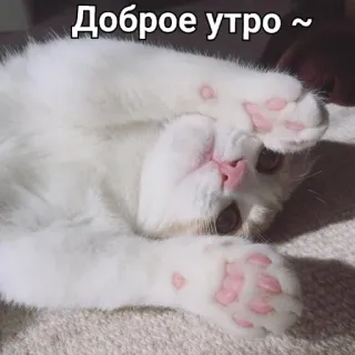 🙆‍♀ Доброе утро ~ แมว, อรุณสวัสดิ์, ลูกแมว, น่ารัก, รัสเซีย whatsapp sticker