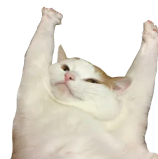 😊 кот, животное, стикер, смешной, питомец whatsapp sticker