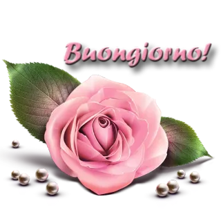 ✨ Buongiorno! роза, цветок, приветствие, Buongiorno, жемчуг, утро, розовый telegram sticker