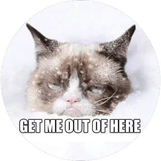 ✋ Grumpy Cat GET ME OUT OF HERE gato, gruñón, nieve, meme, invierno, pegatina whatsapp sticker