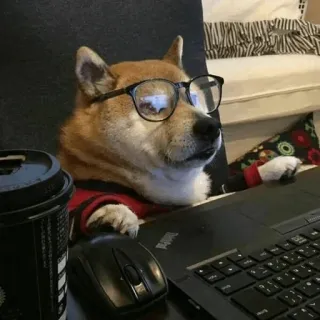 🐕 perro, shiba inu, gafas, ordenador, portátil, escritorio, mascota, animal whatsapp sticker