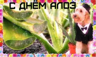 🌱 С ДНЕМ АЛОЭ happy birthday, dog, aloe vera, flowers telegram sticker