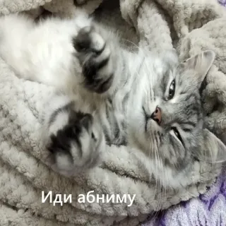 🤗 Иди абниму cat, cute, adorable, animal, pet, russian, text telegram sticker