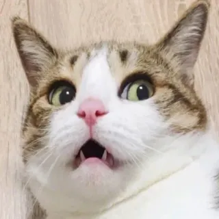 😦 猫, 动物, 宠物, 小猫, 猫科, 搞笑, 震惊, 惊讶 telegram sticker