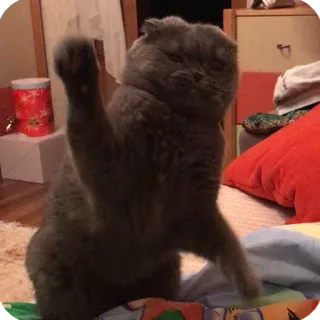 😠 猫, 面白い, ジェスチャー, ペット, 動物, かわいい telegram sticker
