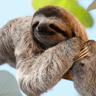 💤 Faultier, süß, Tier, Baum, faul, langsam telegram sticker