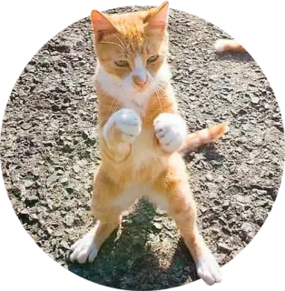 😠 cat, boxing, kitten, animal, pet, orange tabby, fighting telegram sticker