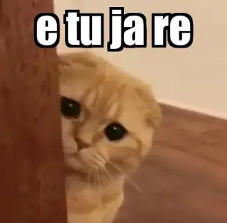 👀 etu ja re gato, mono, animal, meme telegram sticker