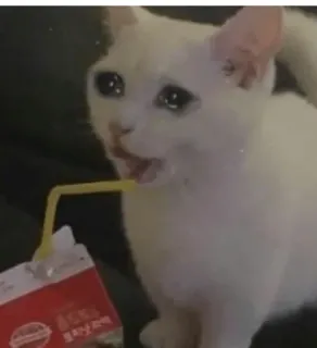 😩 猫, 悲しい, 泣く, 飲む, ストロー, ミーム telegram sticker