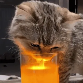 🥵 cat, candle, animal, flame, domestic animal, curious telegram sticker