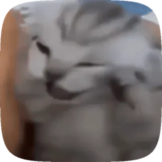 😤 猫, 困, 可爱, 动物 telegram sticker
