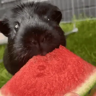 😋 guinea pig, watermelon, animal, pet, food, cute, eating telegram sticker