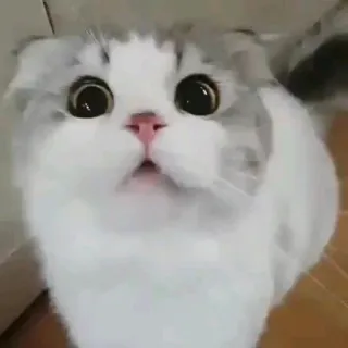 😧 猫, かわいい, 動物, ペット, 面白い, 大きな目 telegram sticker