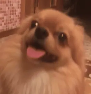 😀 cachorro, fofo, animal, animal de estimação, engraçado, sorrindo, língua, feliz whatsapp sticker