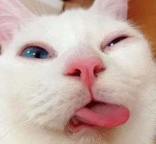 🎥 kucing, binatang, kucing putih, lidah, lucu, hewan peliharaan telegram sticker