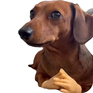 🧐 dog, dachshund, animal, meme, funny, cute telegram sticker