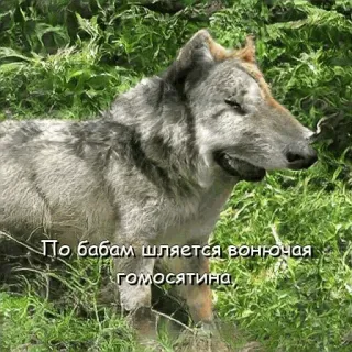 😡 По бабам шляется вонючая гомосятина หมาป่า, สัตว์, ธรรมชาติ, สัตว์ป่า, รัสเซีย, ข้อความ, ก้าวร้าว telegram sticker