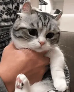 🥺 猫, 子猫, ペット, 動物, かわいい, イエネコ, 哺乳類 telegram sticker